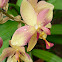 Spathyglottis x parsonsii