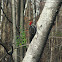 Pileated Woodpecker