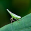 plant hopper