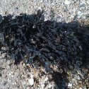 Unknown spotting