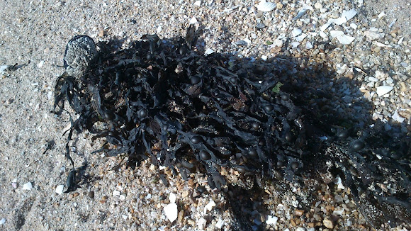 Spotting Image 1