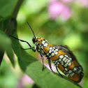 Ailanthus Webworm Moth