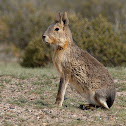 Mara