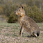 Mara