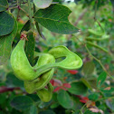 Camachile - Korkalikka