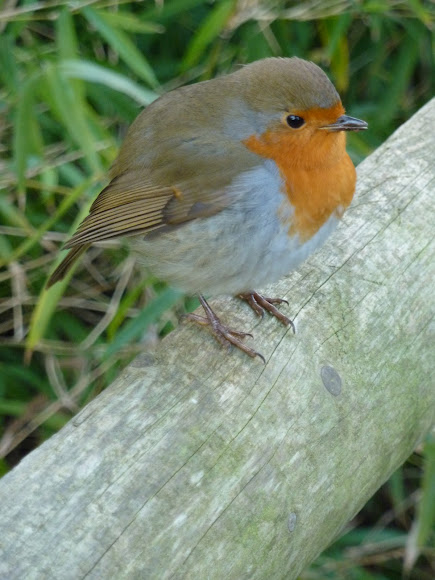 Spotting Image 1