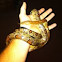 Corn Snake