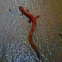 Cave salamander