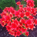 Lily