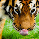 Bengal Tiger