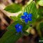 Blue-eyed Mary