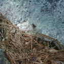 Toadlet