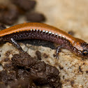 Eastern Red-backed Salamander