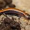 Eastern Red-backed Salamander