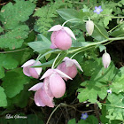 Purple Fairy Lantern