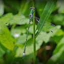 Elegant Spreadwing