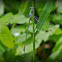 Elegant Spreadwing