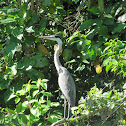 Cocoi Heron