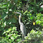 Cocoi Heron