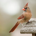 Northern Cardinal (female)