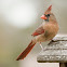 Northern Cardinal (female)