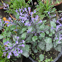 Plectranthus Mona Lavender
