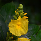 (Cheilocostus) Costus Amarillo