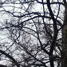 Sycamore