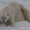 Polar bear