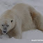 Polar bear