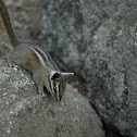 chipmunk