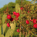 garden rose