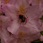 Bumble Bee
