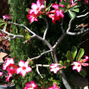 Oleander