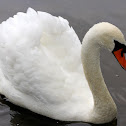 Mute Swan