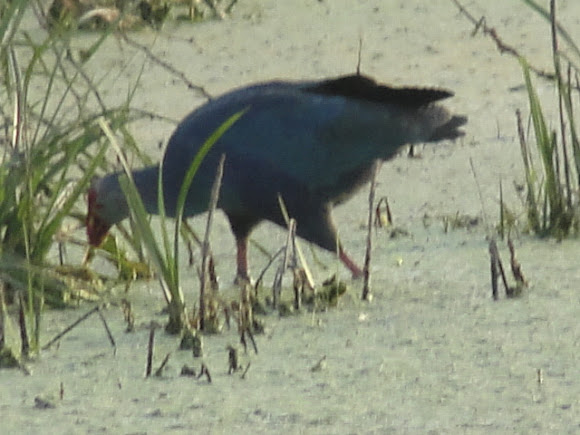 Spotting Image 1