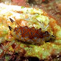 NudiBranch