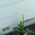 Calla Lillies