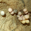 Gecko eggs