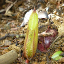 Carnivorous plant
