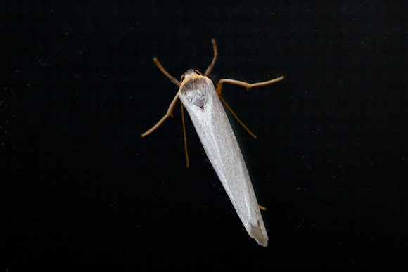 Spotting Image 1