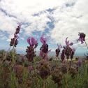 Lavender