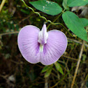 Butterfly Pea
