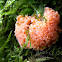 Fuligo Slime Mold