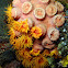 Orange Cup Coral