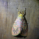 Footman moth