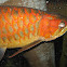 Asian Arowana
