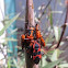 Milk Weed Bugs