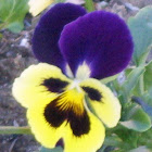 Pansy