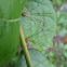 Harvestmen Family